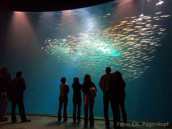 Aquarium mit Fischschwarm im "Ozeaneum" in Stralsund (Quelle: Wikipedia, Foto: Ch. Pagenkopf)